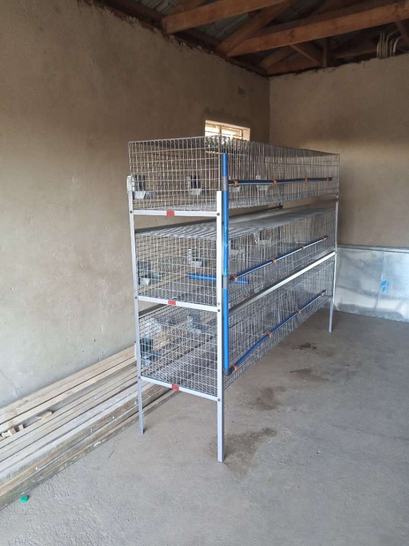 Mukundi Rabbitry Nzw group picture