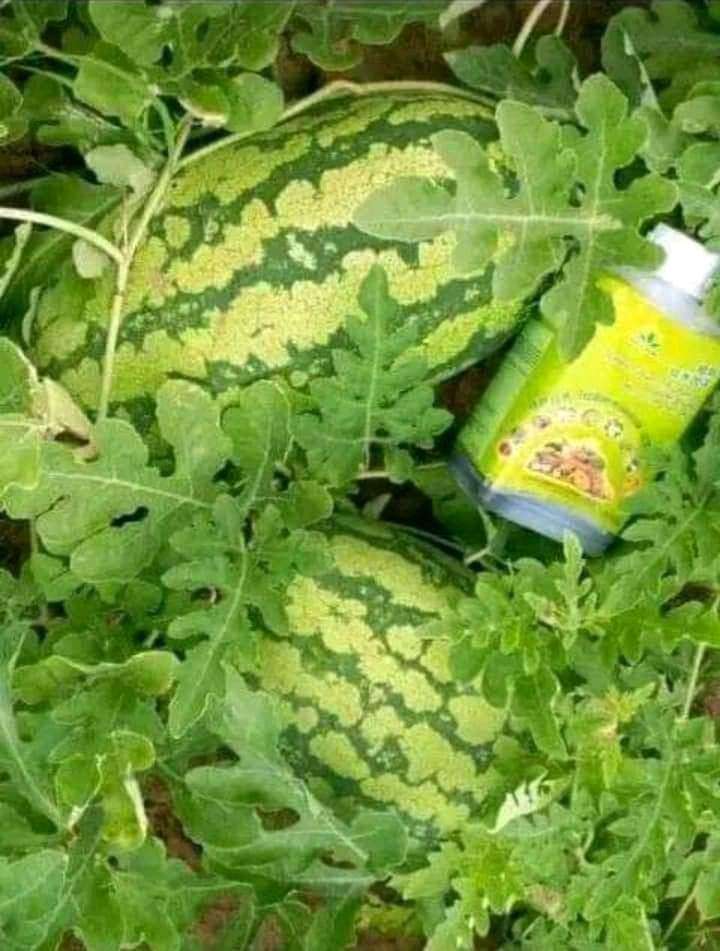 Greenworld Nutural Organic Plus Fertilizer  group picture